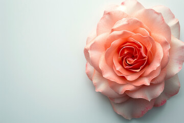 Fototapeta premium Single Rose on Clean Solid Background
