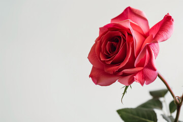 Fototapeta premium Single Rose on Clean Solid Background