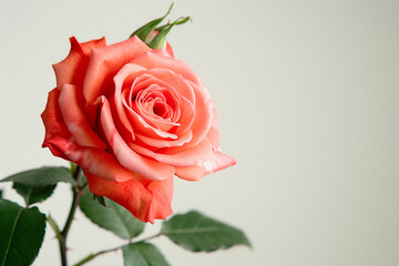 Fototapeta premium Single Rose on Clean Solid Background