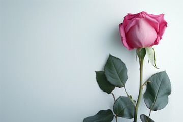 Obraz premium Single Rose on Clean Solid Background