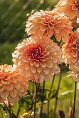 A vibrant display of blooming dahlias in varying shades of peach and pink. © mykhailo
