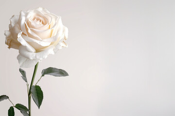 Single Rose on Clean Solid Background