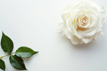 Fototapeta premium Single Rose on Clean Solid Background