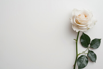 Single Rose on Clean Solid Background