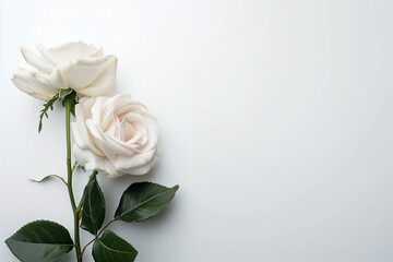 Fototapeta premium Single Rose on Clean Solid Background