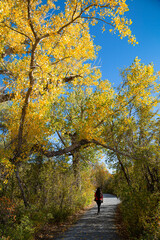 Obraz premium autumn in the park