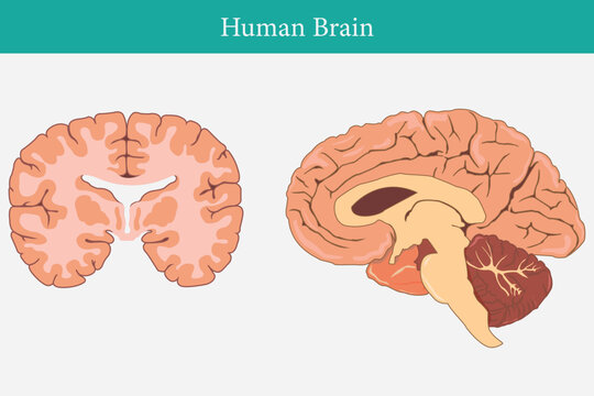 cross section of human brain, side view and front view. eps 10. two brain comparation