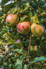 Ripe apples together on the branches of an old apple tree in the garden