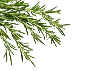 Fototapeta premium rosemary herb isolated on transparent background