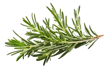 rosemary herb isolated on transparent background