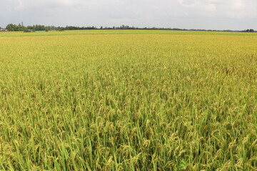 field, sky, grass, landscape, green, agriculture, nature, 