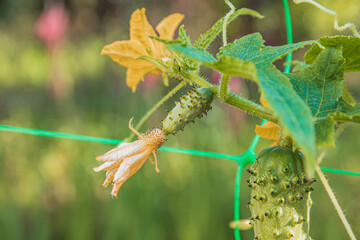 a small green cucumber growing with a pouch flower