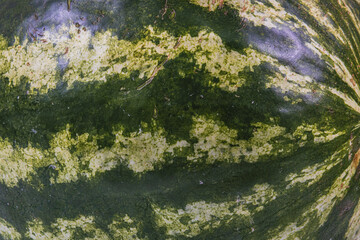 watermelon close up as background side view