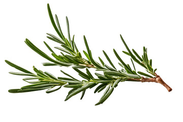 rosemary herb isolated on transparent background