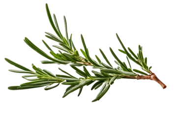 rosemary herb isolated on transparent background