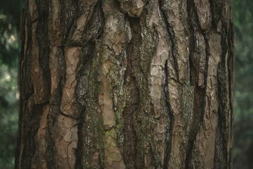 tree bark closeup with moss in the forest of Estonia