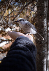 bird on a hand