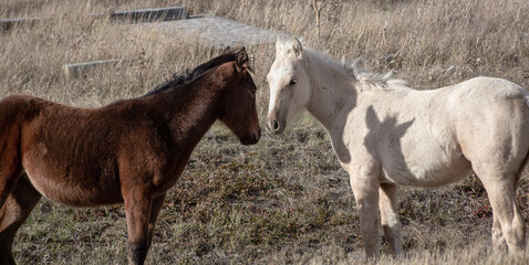Fototapeta premium two horses in the field