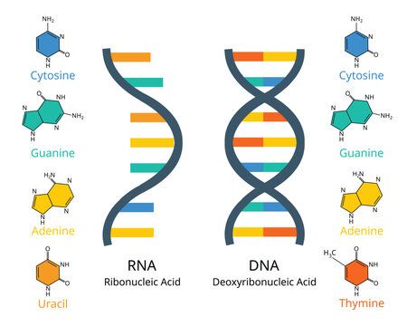 comparison of RNA or ribonucleic acid to DNA or deoxyribonucleic acid