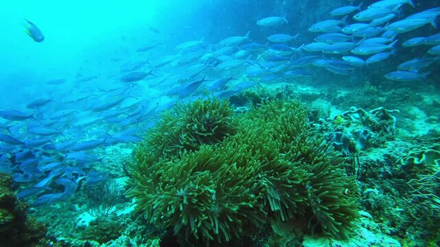 Ocean, water and school of fish swimming in coral reef or deep blue sea of Raja Ampat, Indonesia or underwater. Group or shoal of small fishes or creatures following in pack, row or line undersea
