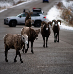 flock of sheep