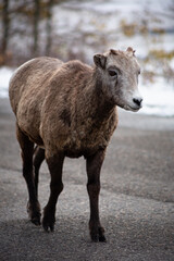sheep in the mountains