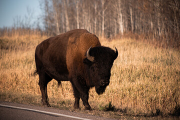 buffalo in the field