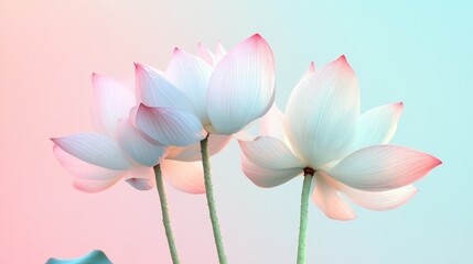 Delicate Pink and White Lotus Blossoms Against a Pastel Sky