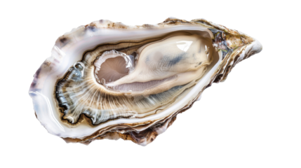Oyster on transparent background