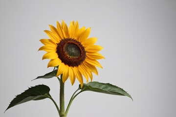Obraz premium a sunflower in a vase on a table 