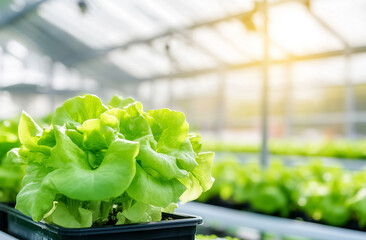 A high-tech hydroponic system is shown in a modern greenhouse setting