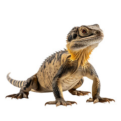 Obraz premium Lizard 