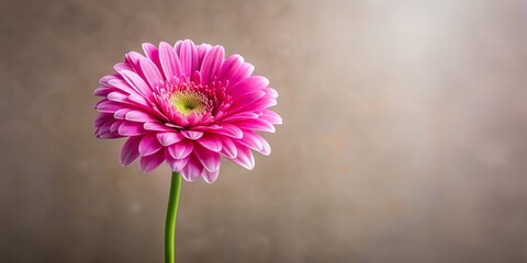 A petite pink bloom with soft, lacy petals and a lush green stem appears against a muted, neutral-toned