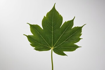 Fototapeta premium a leaf with a white background 