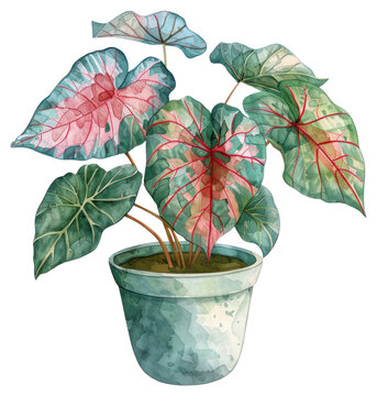 watercolor caladium plant in pot clip art preview