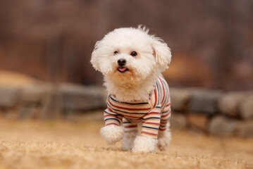 비숑