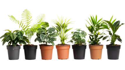 Fototapeta premium Ornamental plants in pots on transparent background