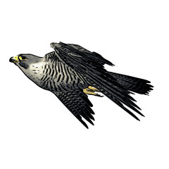 Flying Falcon super fast flying logo 