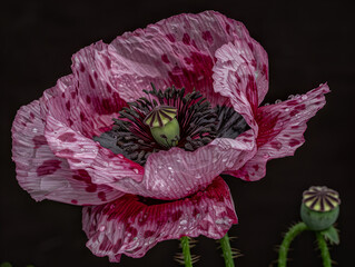 Poppy flower closeup