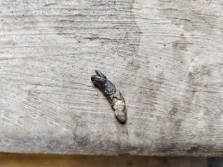rat droppings. rat droppings can cause various diseases