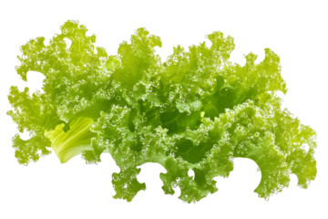 A simple name for the image could be: Fresh green lettuce leaves isolated on white background