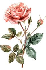 Obraz premium A beautiful pink rose with delicate petals and vibrant green leaves, perfect for floral designs and romantic themes cut out isolated transparent PNG