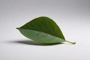 a leaf on a white background                               
