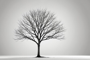 Obraz premium a tree with no leaves in the snow 