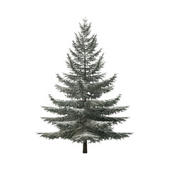 Obraz premium Snow Covered Pine Tree