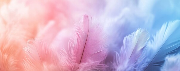 Obraz premium Soft pastel colored feathers on a blurred background