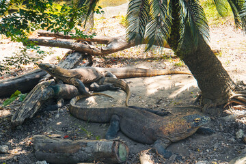 Obraz premium Komodo Dragon - Varanus komodoensis. The largest living lizard and an endangered species native to Indonesia