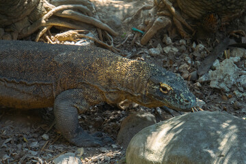 Komodo Dragon - Varanus komodoensis. The largest living lizard and an endangered species native to Indonesia