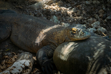 Komodo Dragon - Varanus komodoensis. The largest living lizard and an endangered species native to Indonesia