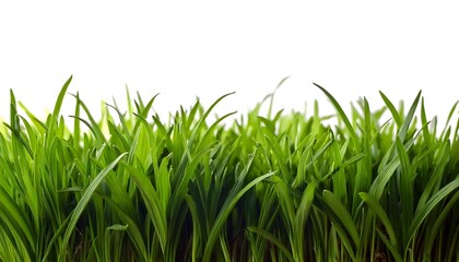 Fototapeta premium green grass field meadow, white background cut out